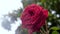 Big red rose on which the rain drips. Close-up.