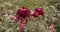 Big red roses in autumn garden