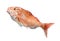 Big Red Snapper fish