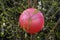 Big red sports ball got stuck on tree with thin twisting branches. Close-up.