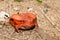 Big red Tomato frogs, Dyscophus antongilii