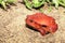 Big red Tomato frogs, Dyscophus antongilii