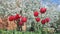 Big red tulips swaying in the wind against blossomy trees in spring