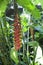 Big red wild tropical Heliconia rostrata flower