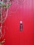 Big red wooden locked door with climbing plant on the left