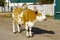 Big redhead white calf walks down the road and hums