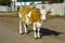 Big redhead white calf walks down the road and hums