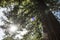 Big redwood tree seen from below in sunny day