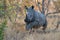 Big rhino jumping over the wood tree trunk in nature