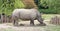 big rhino with long horn while grazing