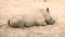 Big rhino lying on the sand. Rhinoceros lies on the ground at the open zoo. Close-up