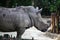 Big rhinoceros posing on camera, Singapore