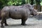 Big rhinoceros posing on camera, Singapore