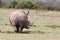 A big Rhinos Africa