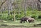 Big Rhinos in Africa
