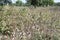 Big Ripe cotton balls Field