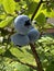 Big, ripe cultivated blueberries or highbush blueberries growing on branches of blueberry bush surrounded with green