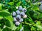 Big, ripe cultivated blueberries or highbush blueberries growing on branches of blueberry bush surrounded with green leaves in