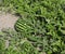 big ripe green watermelon in the field with very fertile sandy s