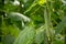 Big ripe long green cucumbers, growing in glass greenhouse, bio