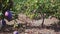 Big ripe mangoes hanging on tree branches in summer fruit garden