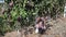 Big ripe mangoes hanging on tree branches in summer fruit garden