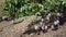 Big ripe mangoes hanging on tree branches in summer fruit garden