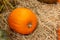 Big ripe orange pumpkin, closeup. Farm vegetable grown for Thanksgiving. Beautiful pumpkin, rural still life