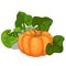 Big ripe pumpkin with leaves. Vector vegetable