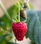 The big ripe raspberry close up