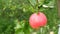 Big ripe red apple ripens on tree branch