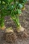 Big ripe root of celery dug out