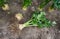 Big ripe root of celery dug out