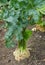 Big ripe root of celery growing