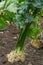 Big ripe root of celery growing