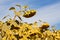 Big ripe sunflower disk heads ready for harvest, bend in clear blue summer sky, peaceful sunny midday in agricultural farm