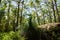 Big rock in tropical australian forest