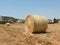 big roll harvested straw on the mown field