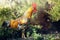 Big Rooster crowing on the ground of farm