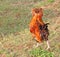 Big Rooster farms with the tuft of feathers over the crest