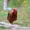 Big rooster running towards the camera