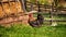 Big rooster standing in front of hay