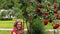 Big rose flower bush and pregnant woman throw rose petals