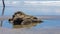 A big rough rock with full of green algae on a sandy beach near the sea