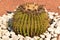 Big round green cactus in stony ground, closeup