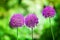 Big round violet flowers blossom on green blurred background closeup, Allium cristophii, Allium giganteum ornamental garden plant