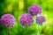 Big round violet flowers blossom on green blurred background closeup, Allium cristophii, Allium giganteum ornamental garden plant