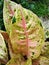 Big roy type of aglonema ornamental plant, has a wider leaf shape