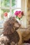 Big royal standard poodle indoor portrait