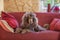 Big royal standard poodle lying on a sofa indoor